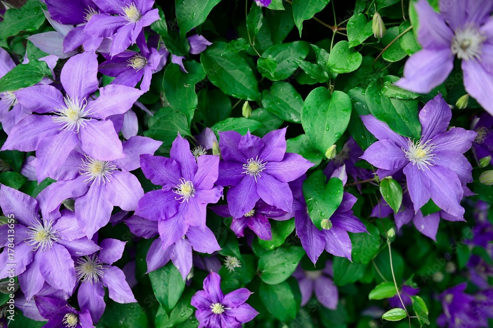 Clematis Clematis