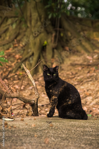 公園に住んでいる黒猫