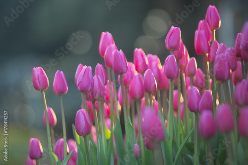 Fototapeta Naklejka Na Ścianę i Meble -  斜光に照らされたウインターチューリップ