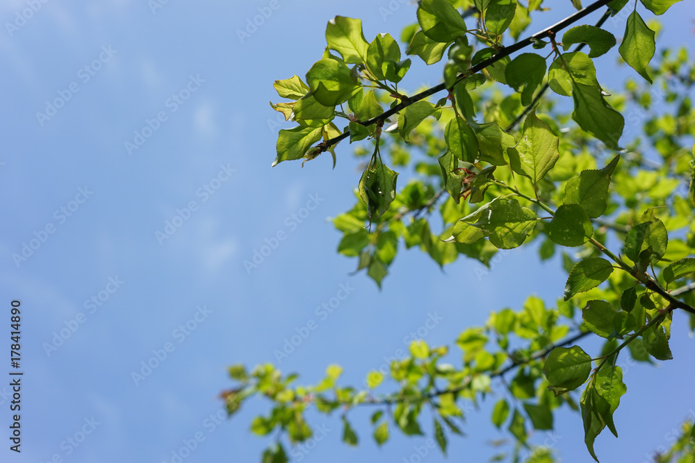 tender green and sky