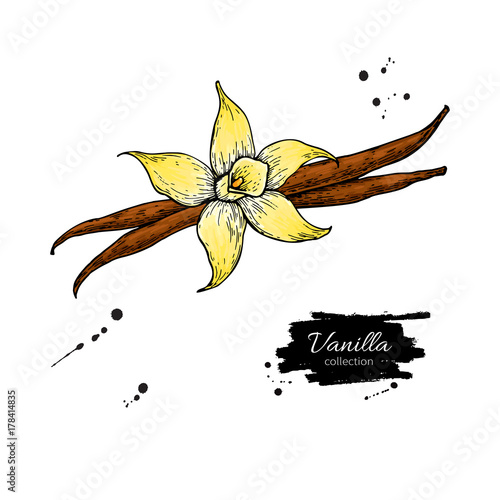 Vanilla flower and bean stick vector drawing. Hand drawn sketch food illustration