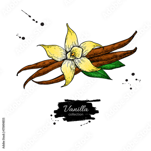 Vanilla flower and bean stick vector drawing. Hand drawn sketch food illustration