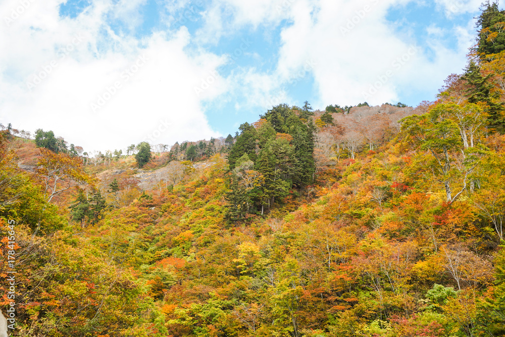 岐阜県石川県　県境　白山白川郷ホワイトロード　秋　１０月　紅葉シーズン