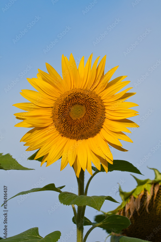 Naklejka premium Tournesol