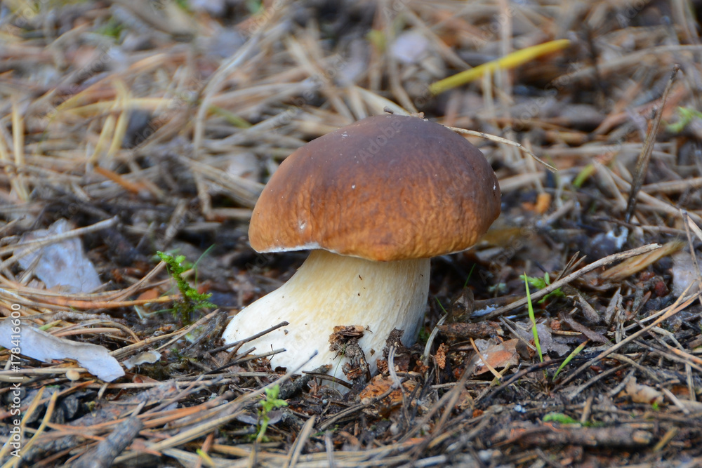 White mushroom White mushroom