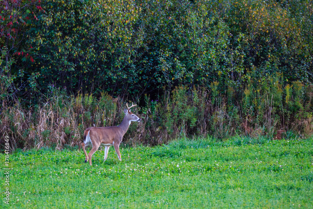 Fototapeta premium White-tailed buck deer (odocoileus virginianus) walking along the edge of a field