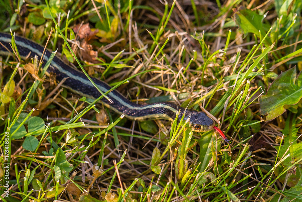 Eastern Ribbon Snake (Thamnophis sauritus) in the grass with forlk tounge out in July Eastern Ribbon Snake (Thamnophis sauritus) in the grass with forlk tounge out in July