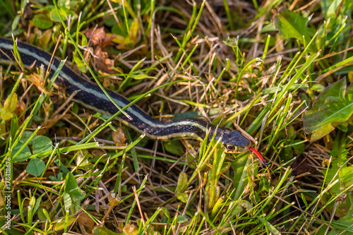 Eastern Ribbon Snake (Thamnophis sauritus) in the grass with forlk tounge out in July