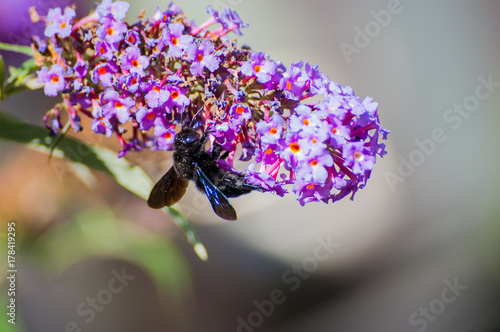 Blaue Holzbiene an Flieder photo