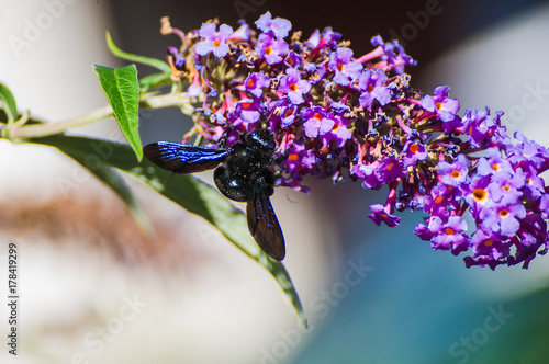 Blaue Holzbiene an Sommerflieder photo