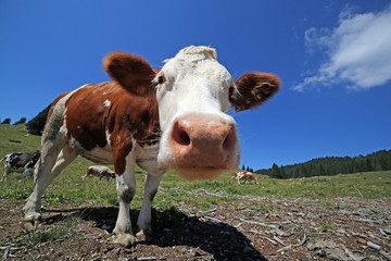 curious cow in the mountains photographed with fisheye lens