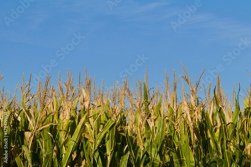 Field corn against the blue sky