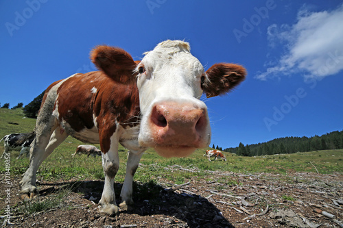curious cow in the mountains photographed with fisheye lens