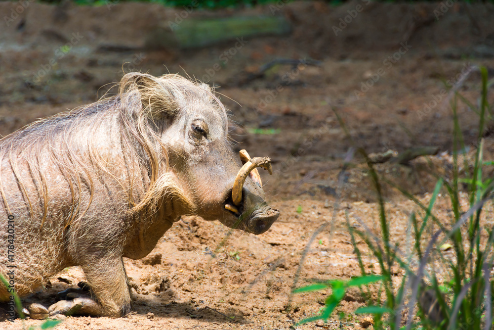 Desert Warthog Playing on Mud Desert Warthog Playing on Mud