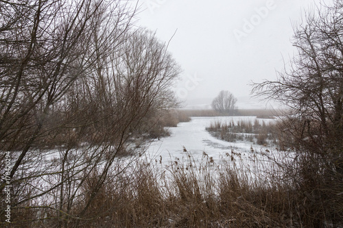 Wallpaper Mural A frosted lake in winter, with plants and tree all around it and snow coming down Torontodigital.ca
