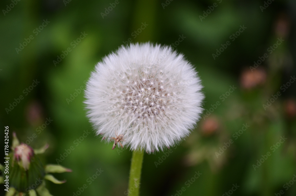 dandelion dandelion