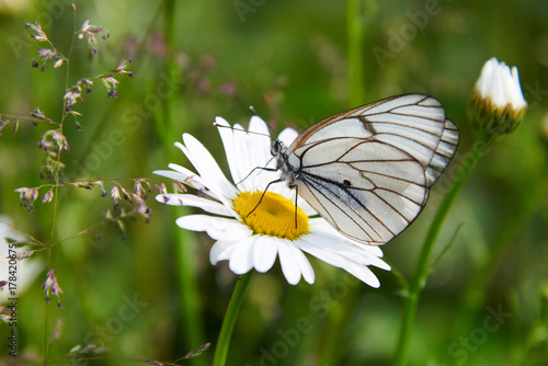 White butterfly Aporia crataegi. Aporia crataegi, the black-veined white, is a large butterfly of the family Pieridae.