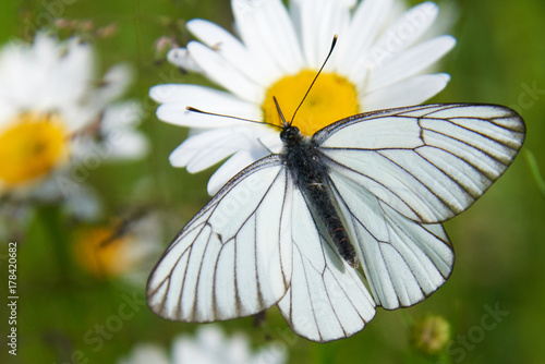 Foto White butterfly Aporia crataegi