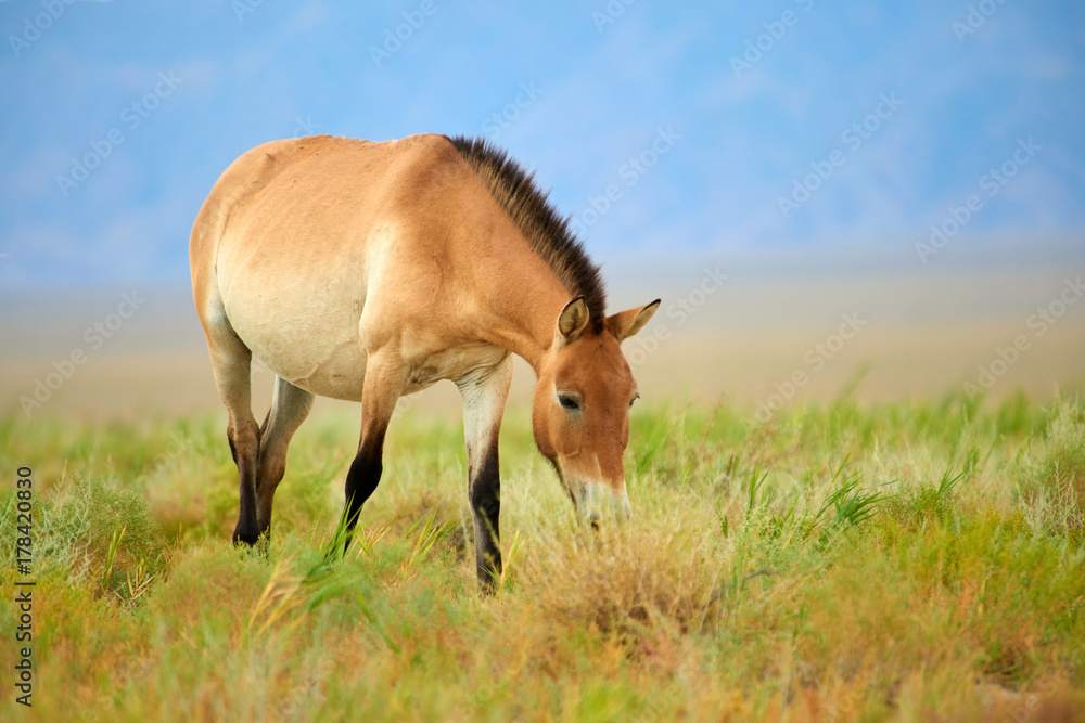 Przewalski horses in the Altyn Emel National Park in Kazakhstan. The Przewalski's horse or Dzungarian horse, is a rare and endangered subspecies of wild horse native to the steppes of central Asia. T Przewalski horses in the Altyn Emel National Park in Kazakhstan. The Przewalski's horse or Dzungarian horse, is a rare and endangered subspecies of wild horse native to the steppes of central Asia. T