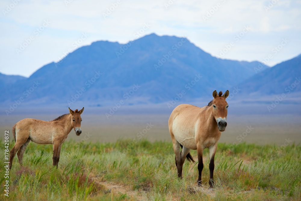 Przewalski horses in the Altyn Emel National Park in Kazakhstan. The Przewalski's horse or Dzungarian horse, is a rare and endangered subspecies of wild horse native to the steppes of central Asia. T Przewalski horses in the Altyn Emel National Park in Kazakhstan. The Przewalski's horse or Dzungarian horse, is a rare and endangered subspecies of wild horse native to the steppes of central Asia. T