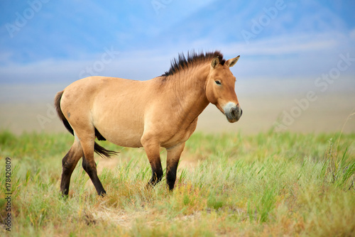 Przewalski horses in the Altyn Emel National Park in Kazakhstan.  The Przewalski s horse or Dzungarian horse  is a rare and endangered subspecies of wild horse native to the steppes of central Asia. T