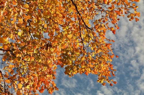 Orange and yellow leaves against the cloud dappled sky