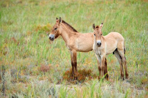 Przewalski horses in the Altyn Emel National Park in Kazakhstan.  The Przewalski's horse or Dzungarian horse, is a rare and endangered subspecies of wild horse native to the steppes of central Asia. T