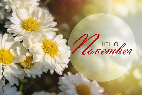 Hello November wallpaper, wonderful autumn background with white chrysanthemums in sunshine