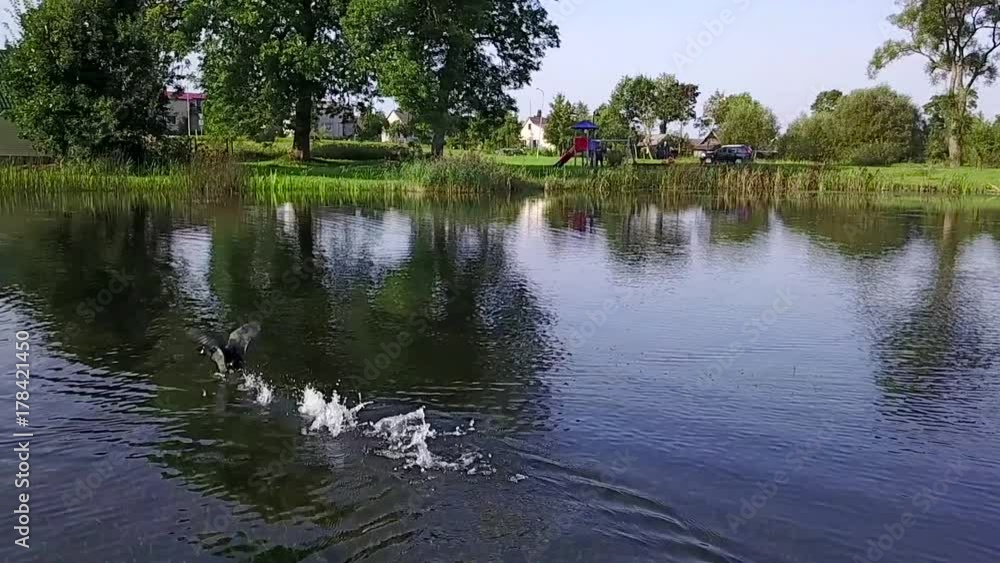 Duck sprints waving his wings and sits back down on the water of the lake. Aerial survey. Slow motion Duck sprints waving his wings and sits back down on the water of the lake. Aerial survey. Slow motion