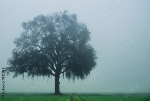 Foggy Oak © Brian