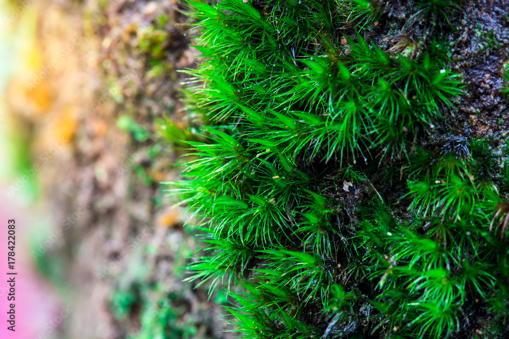 Green moss background, Tree With Green Moss. Background and sunlight Green moss background, Tree With Green Moss. Background and sunlight