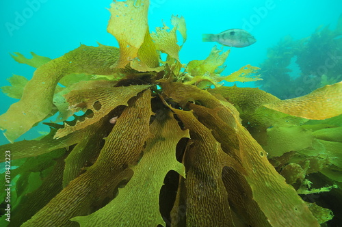 Detail of frond of brown stalked kelp Ecklonia radiata of southern temperate Pacific ocean. photo