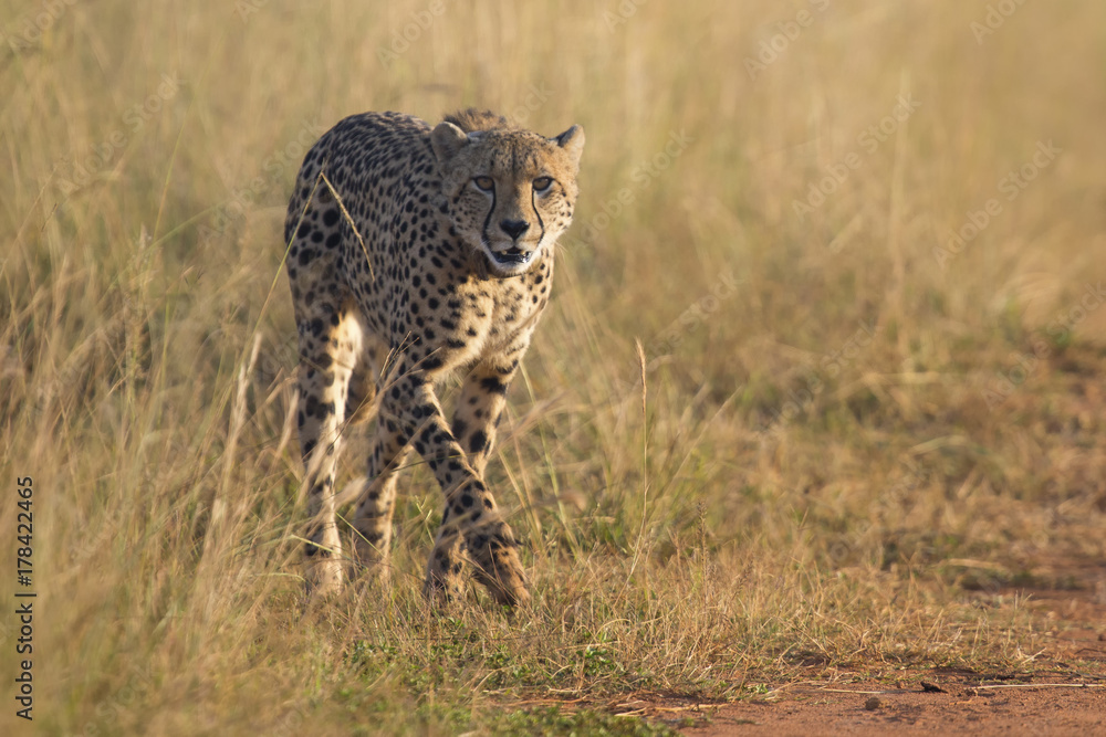 Female cheetah walking along a road to her cub Female cheetah walking along a road to her cub