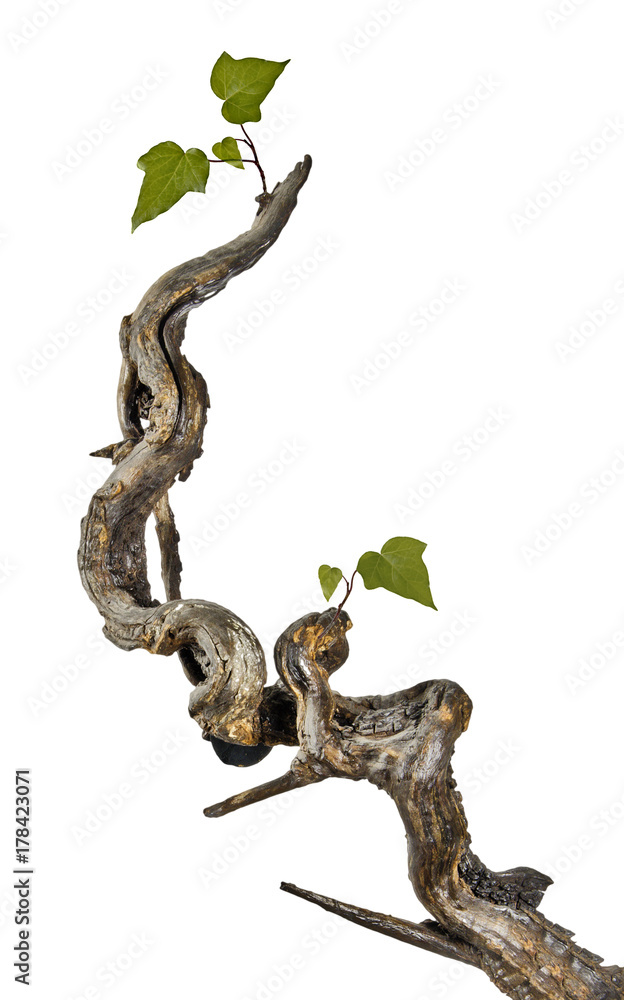 Grape vine isolated on white background Grape vine isolated on white background