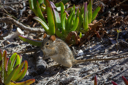 Striped fieldmouse standing on its back legs, looks bright-eyed for food near Cape Agulhas, South Africa