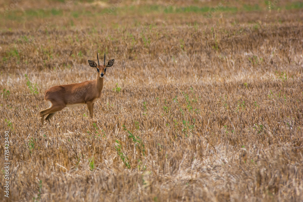 Steenbok antelope in dry grass near Cape Agulhas, South Africa. Steenbok antelope in dry grass near Cape Agulhas, South Africa.