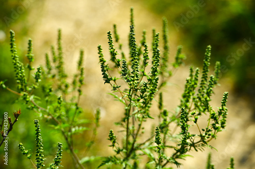Ambrosia plant causes ragweed allergy