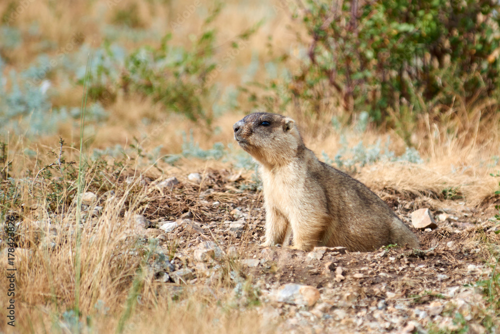 Naklejka premium Steppe marmot (Marmota bobak). The bobak marmot, also known as the steppe marmot, is a species of marmot that inhabits the steppes of Eastern Europe and Central Asia.
