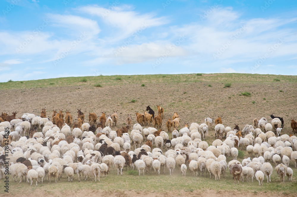 Obraz premium flock of sheep led by goats