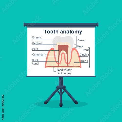 Tooth anatomy on board. Tooth structure. Healthcare stomatology. Vector illustration flat design. Isolated on background.  Medical infographics.
