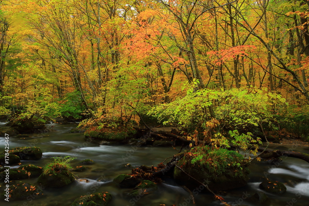 紅葉の奥入瀬渓流 紅葉の奥入瀬渓流