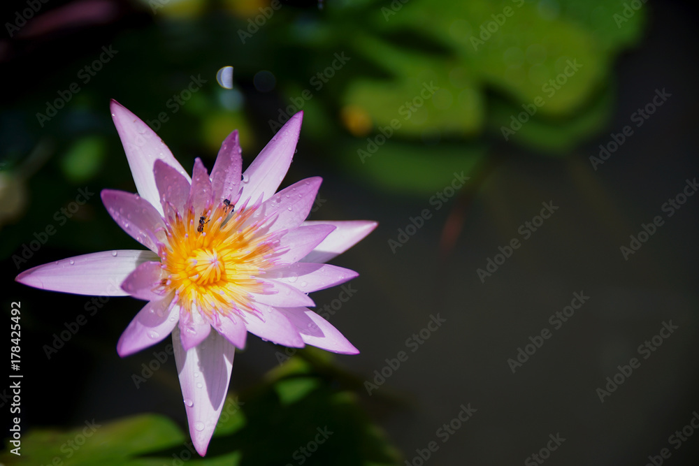Pink Single lotus in the pond with two bees havesting the honey from it Pink Single lotus in the pond with two bees havesting the honey from it