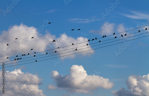 Birds on wires.