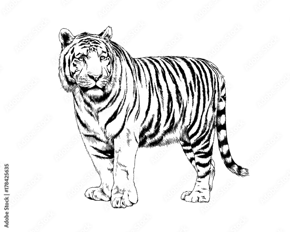 big tiger painted with ink by hand on a white background logo predator