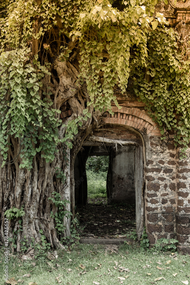 Ruins building with trees Ruins building with trees