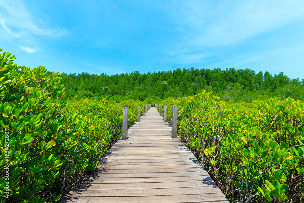 Wooden walkway bridge through mangrove forrest