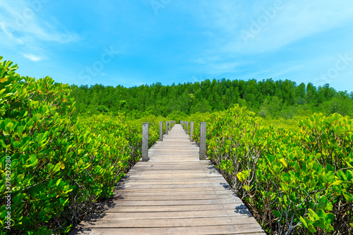 Wooden walkway bridge through mangrove forrest