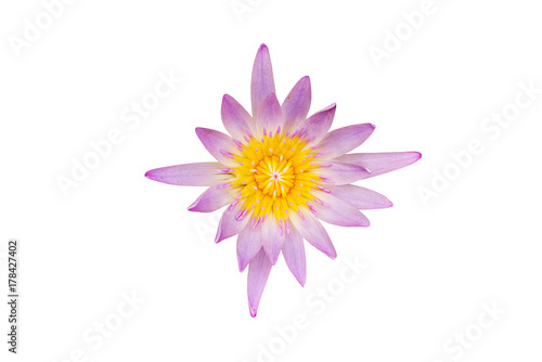 Closeup of Lotus isolated on white background  selective focus  detailed close-up shot 