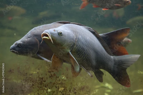 Obraz Karp dziki (Cyprinus carpio)