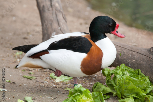 Common shelduck (Tadorna tadorna).